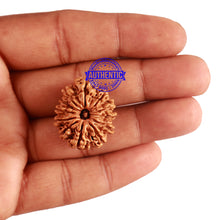 Load image into Gallery viewer, 12 Mukhi Nepalese Rudraksha - Bead No 164