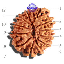 Load image into Gallery viewer, 12 Mukhi Nepalese Rudraksha - Bead No 164