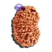 Load image into Gallery viewer, 12 Mukhi Nepalese Rudraksha - Bead No 164