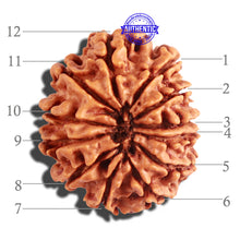 Load image into Gallery viewer, 12 Mukhi Nepalese Rudraksha - Bead No 165