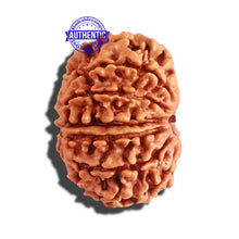Load image into Gallery viewer, 12 Mukhi Nepalese Rudraksha - Bead No 165