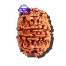 Load image into Gallery viewer, 12 Mukhi Nepalese Rudraksha - Bead No 165