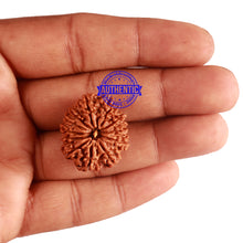 Load image into Gallery viewer, 12 Mukhi Nepalese Rudraksha - Bead No 166