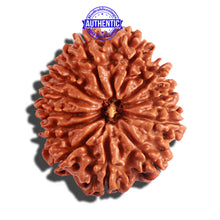 Load image into Gallery viewer, 12 Mukhi Nepalese Rudraksha - Bead No 166