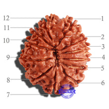 Load image into Gallery viewer, 12 Mukhi Nepalese Rudraksha - Bead No 166