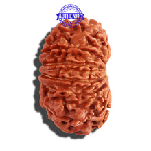 Load image into Gallery viewer, 12 Mukhi Nepalese Rudraksha - Bead No 166
