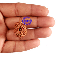 Load image into Gallery viewer, 12 Mukhi Nepalese Rudraksha - Bead No 167
