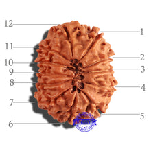 Load image into Gallery viewer, 12 Mukhi Nepalese Rudraksha - Bead No 167