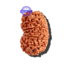 Load image into Gallery viewer, 12 Mukhi Nepalese Rudraksha - Bead No 167