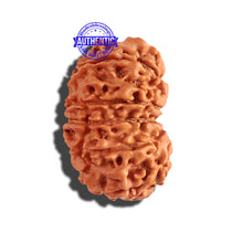 Load image into Gallery viewer, 12 Mukhi Nepalese Rudraksha - Bead No 167