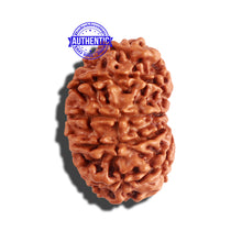 Load image into Gallery viewer, 12 Mukhi Nepalese Rudraksha - Bead No 168