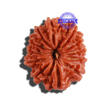Load image into Gallery viewer, 12 Mukhi Nepalese Rudraksha - Bead No 169