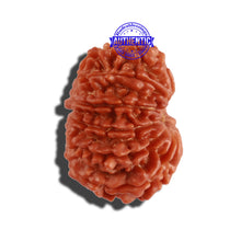 Load image into Gallery viewer, 12 Mukhi Nepalese Rudraksha - Bead No 169