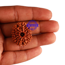 Load image into Gallery viewer, 12 Mukhi Nepalese Rudraksha - Bead No 17