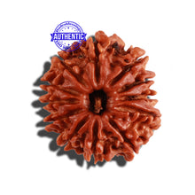 Load image into Gallery viewer, 12 Mukhi Nepalese Rudraksha - Bead No 170