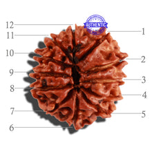 Load image into Gallery viewer, 12 Mukhi Nepalese Rudraksha - Bead No 170