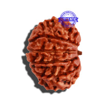 Load image into Gallery viewer, 12 Mukhi Nepalese Rudraksha - Bead No 170