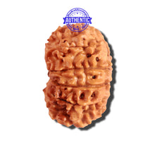Load image into Gallery viewer, 12 Mukhi Nepalese Rudraksha - Bead No 171