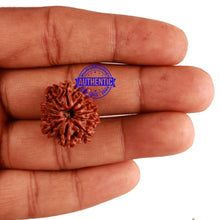 Load image into Gallery viewer, 12 Mukhi Nepalese Rudraksha - Bead No 172