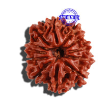 Load image into Gallery viewer, 12 Mukhi Nepalese Rudraksha - Bead No 172