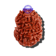 Load image into Gallery viewer, 12 Mukhi Nepalese Rudraksha - Bead No 172