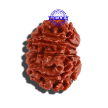 Load image into Gallery viewer, 12 Mukhi Nepalese Rudraksha - Bead No 172