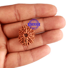 Load image into Gallery viewer, 12 Mukhi Nepalese Rudraksha - Bead No 173