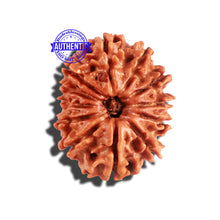 Load image into Gallery viewer, 12 Mukhi Nepalese Rudraksha - Bead No 173