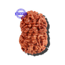 Load image into Gallery viewer, 12 Mukhi Nepalese Rudraksha - Bead No 173