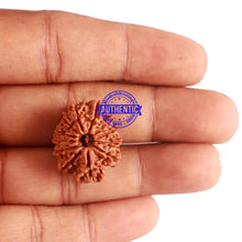 Load image into Gallery viewer, 12 Mukhi Nepalese Rudraksha - Bead No 174
