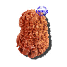 Load image into Gallery viewer, 12 Mukhi Nepalese Rudraksha - Bead No 174