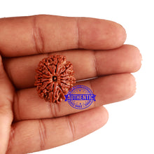 Load image into Gallery viewer, 12 Mukhi Nepalese Rudraksha - Bead No 176