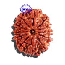Load image into Gallery viewer, 12 Mukhi Nepalese Rudraksha - Bead No 176