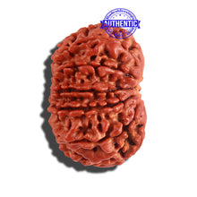 Load image into Gallery viewer, 12 Mukhi Nepalese Rudraksha - Bead No 176