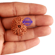 Load image into Gallery viewer, 12 Mukhi Nepalese Rudraksha - Bead No 177