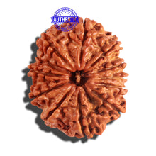 Load image into Gallery viewer, 12 Mukhi Nepalese Rudraksha - Bead No 177