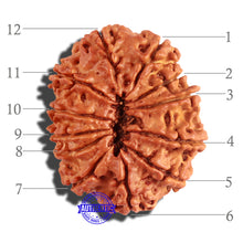 Load image into Gallery viewer, 12 Mukhi Nepalese Rudraksha - Bead No 177