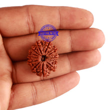 Load image into Gallery viewer, 12 Mukhi Nepalese Rudraksha - Bead No 179
