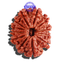 Load image into Gallery viewer, 12 Mukhi Nepalese Rudraksha - Bead No 179