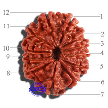 Load image into Gallery viewer, 12 Mukhi Nepalese Rudraksha - Bead No 179