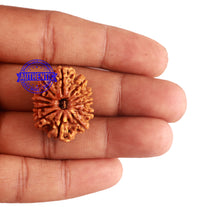 Load image into Gallery viewer, 12 Mukhi Nepalese Rudraksha - Bead No 180