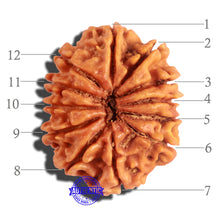 Load image into Gallery viewer, 12 Mukhi Nepalese Rudraksha - Bead No 180