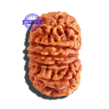 Load image into Gallery viewer, 12 Mukhi Nepalese Rudraksha - Bead No 180