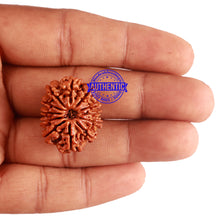 Load image into Gallery viewer, 12 Mukhi Nepalese Rudraksha - Bead No 181
