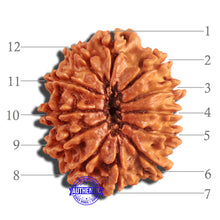 Load image into Gallery viewer, 12 Mukhi Nepalese Rudraksha - Bead No 182