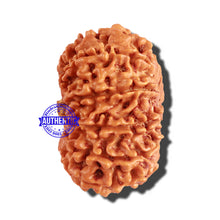 Load image into Gallery viewer, 12 Mukhi Nepalese Rudraksha - Bead No 182