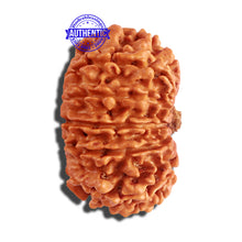 Load image into Gallery viewer, 12 Mukhi Nepalese Rudraksha - Bead No 182