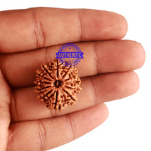Load image into Gallery viewer, 12 Mukhi Nepalese Rudraksha - Bead No 183