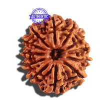 Load image into Gallery viewer, 12 Mukhi Nepalese Rudraksha - Bead No 183