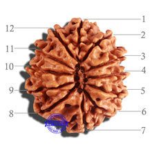Load image into Gallery viewer, 12 Mukhi Nepalese Rudraksha - Bead No 183